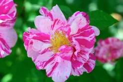 Polkagrisros 'Mundi' Barrotad