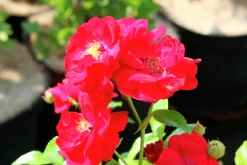 Polyantharos 'Fairy Dance' 'Harward' Barrotad