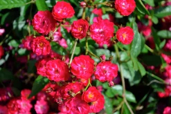 Polyantharos 'Fairy Dance' 'Harward' Barrotad