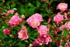 Polyantharos 'The Fairy' Barrotad