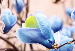 Poppelmagnolia 'Blue opal'