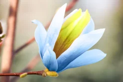 Poppelmagnolia 'Blue opal'