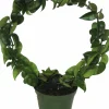 Porslinsblomma lat. Hoya carnosa 'Compacta' Båge 30cm