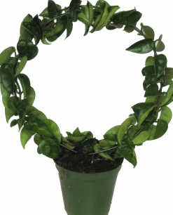 Porslinsblomma lat. Hoya carnosa 'Compacta' Båge 30cm
