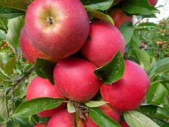 Äpple 'Agnes' Svagväxande B9