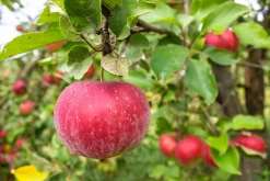 Äpple 'Aroma' Svagväxande B9