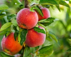 Äpple 'Aroma' Svagväxande B9