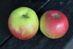 Äpple 'Aroma' Svagväxande B9