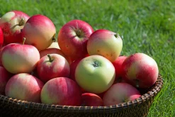 Äpple 'Discovery'