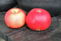 Äpple 'Discovery' Svagväxande