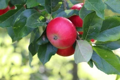 Äpple 'Discovery' Svagväxande