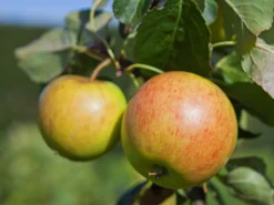 Äpple 'Filippa'