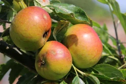 Äpple 'Filippa'
