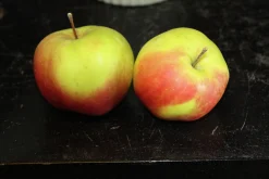 Äpple 'Filippa'
