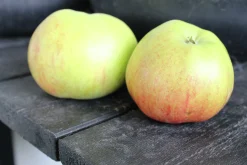 Äpple 'Folke'
