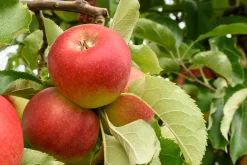 Äpple 'Folke'