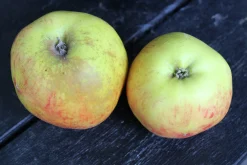 Äpple 'Gravensteiner' Krukodlad