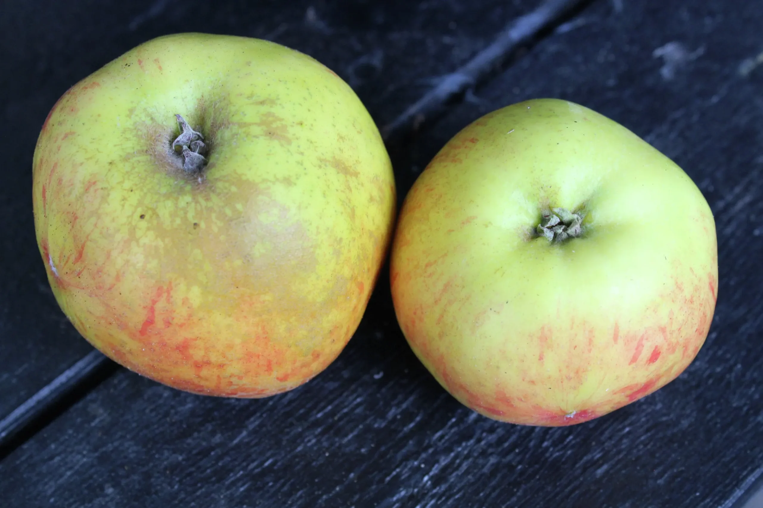 Äpple 'Gravensteiner' Krukodlad