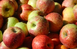 Äpple 'Gravensteiner' Krukodlad