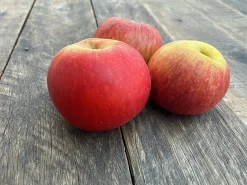 Äpple 'Gravensteiner' Krukodlad