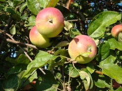 Äpple 'Hampus'