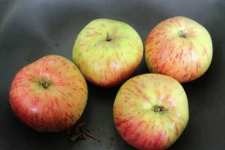 Äpple 'Höstdessert'