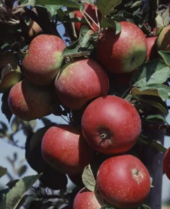 Äpple 'Ingrid Marie'