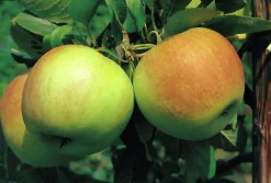 Äpple 'James Grieve'