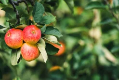 Äpple 'James Grieve'