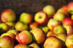 Äpple 'James Grieve'