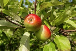 Äpple 'James Grieve'