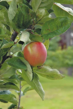 Äpple 'Åkerö' Svagväxande B9 Krukodlad