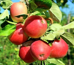 Äpple 'Lovisa'