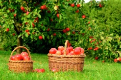 Äpple 'Mantet' Krukodlad