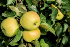 Äpple 'Oranie'