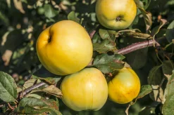 Äpple 'Oranie'