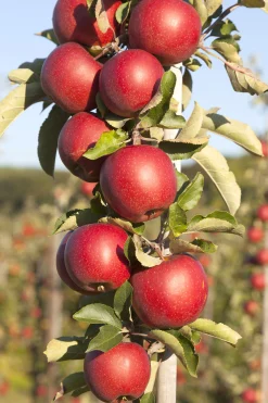 Äpple Pelarträd 'Redcats'