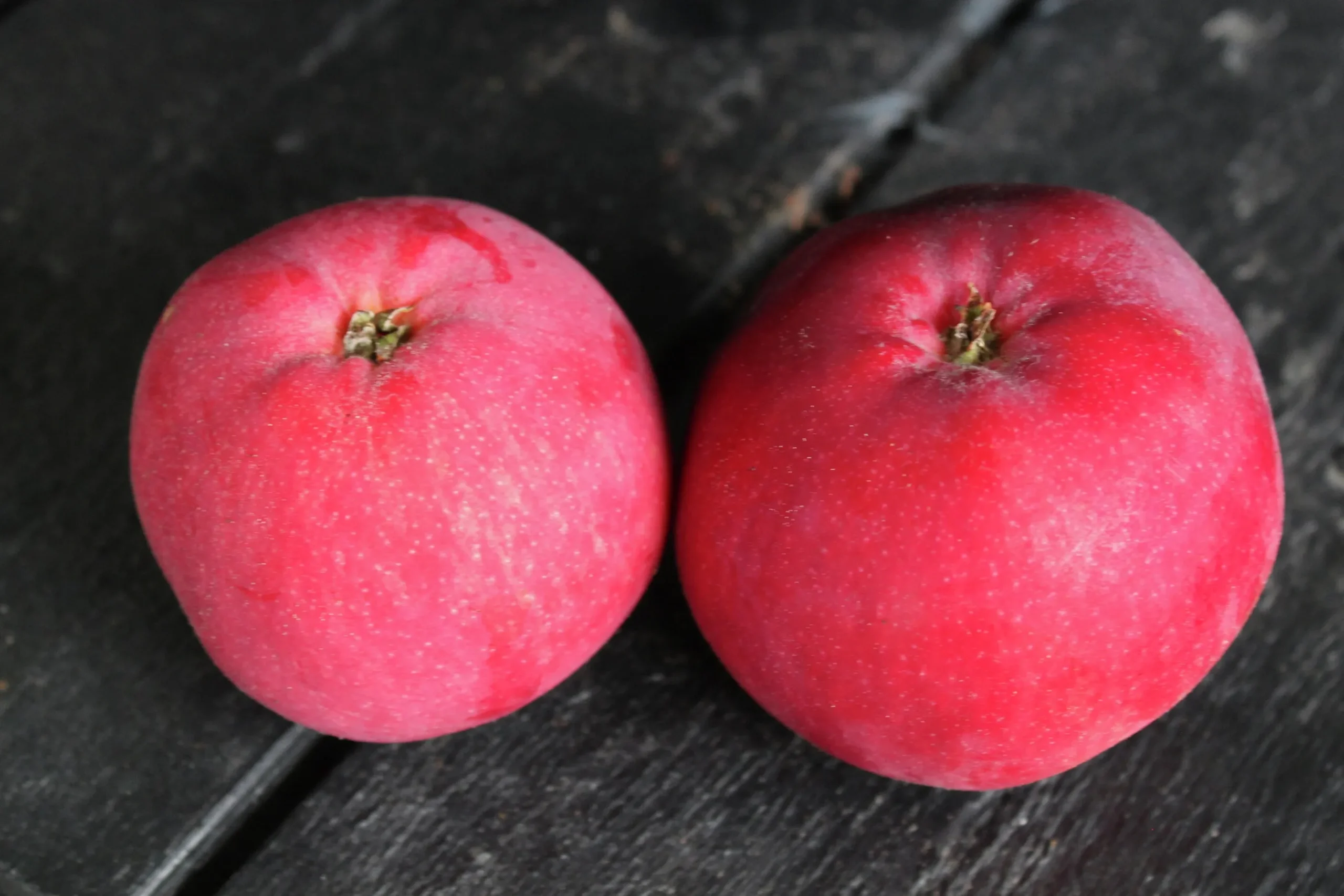 Äpple 'Röd Melba' Svagväxande