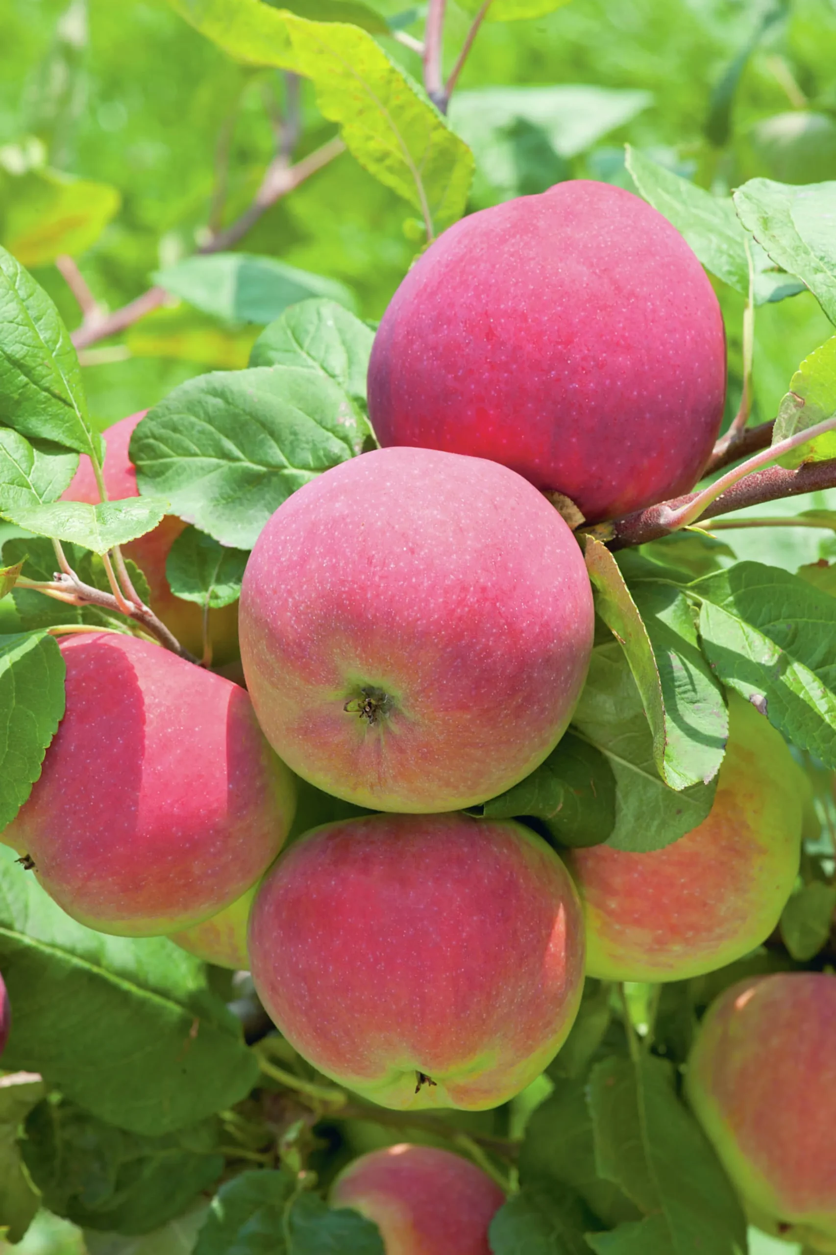 Äpple 'Röd Melba' Svagväxande