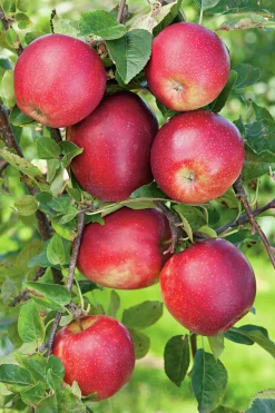 Äpple 'Summerred' Krukodlad
