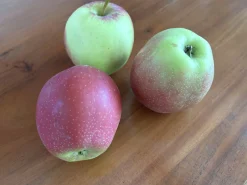 Äpple 'Summerred' Svagväxande B9 Krukodlad