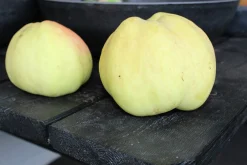 Äpple 'Transparente Blanche' Krukodlad