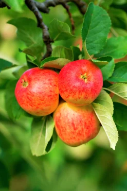 Äpple 'Trulsa' E