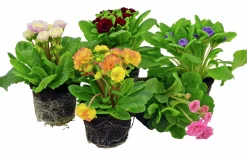 Primula lat. Primula vulgaris Belarina Serien