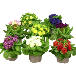Primula lat. Primula vulgaris Belarina Serien