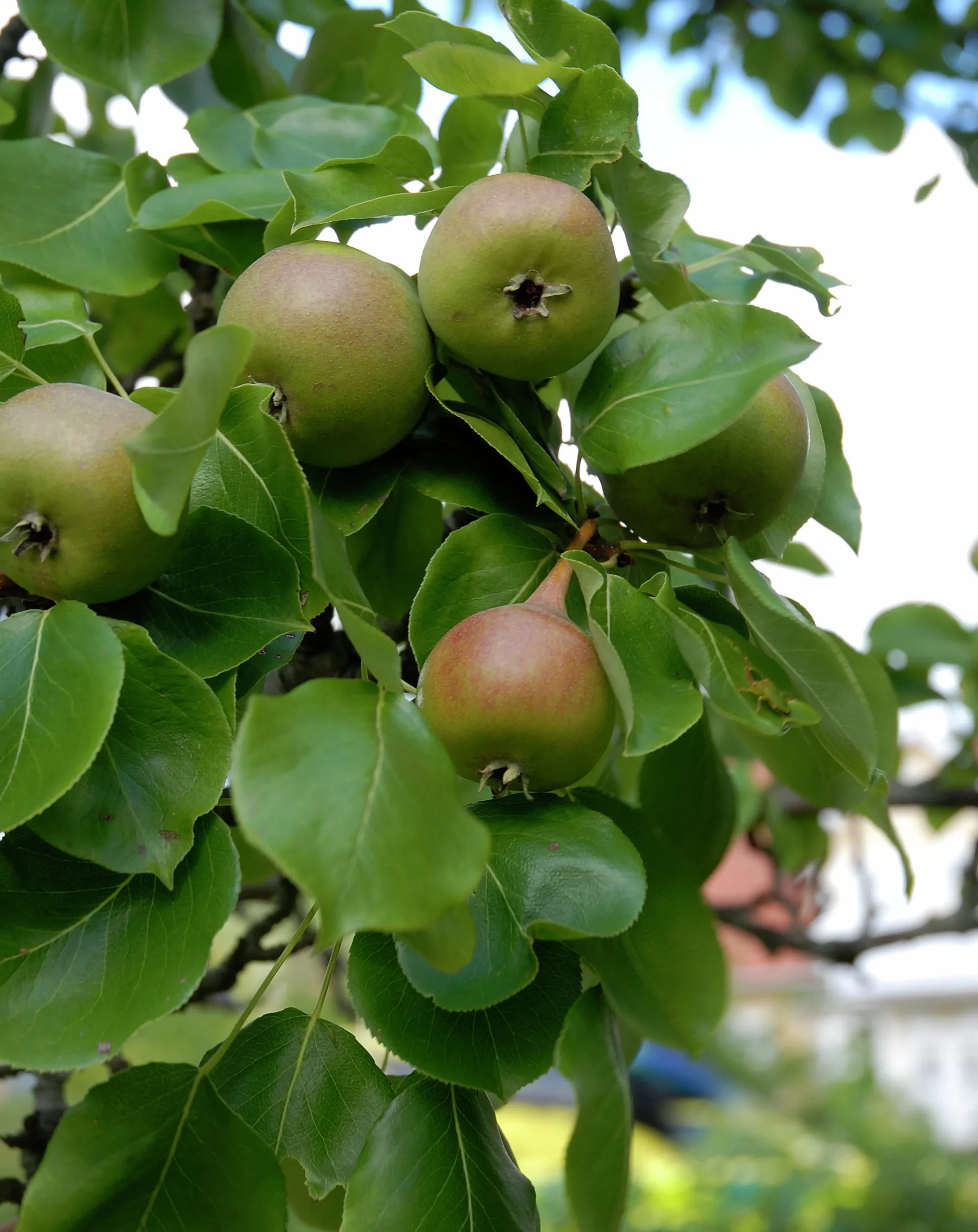 Päron 'Augustipäron' Krukodlad