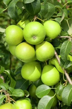 Päron 'Clara Frijs'