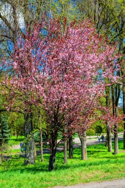 Prydnadsapel 'Pink Spires' Krukodlad