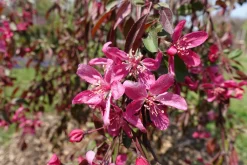 Prydnadsapel 'Royal Beauty'