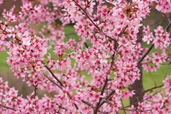 Prydnadskörsbär 'Okame'